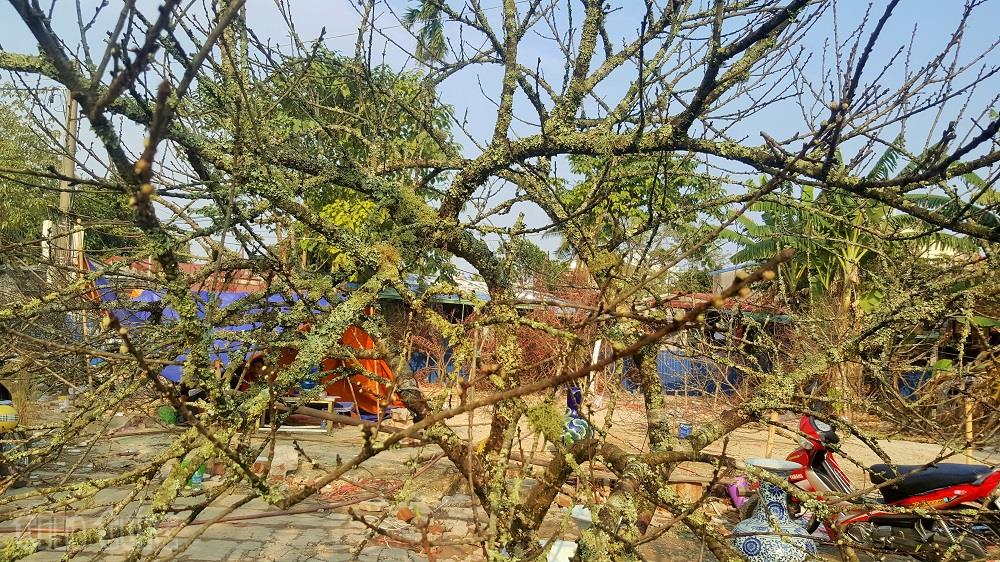 Người Hải Phòng ‘sốt sình sịch’ vì đào rừng